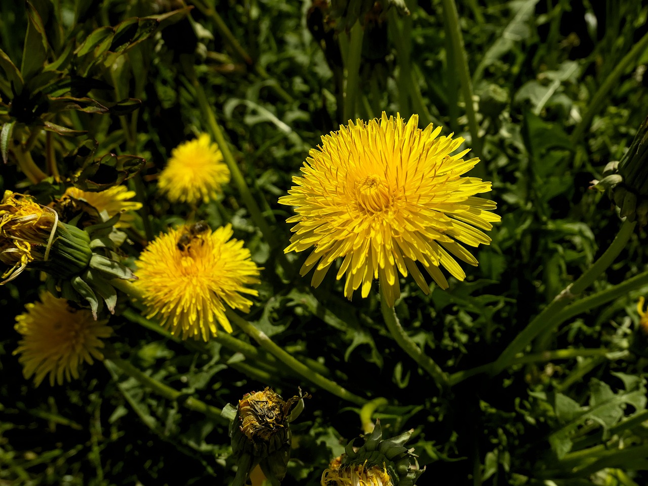 dandelion  yellow  nature free photo