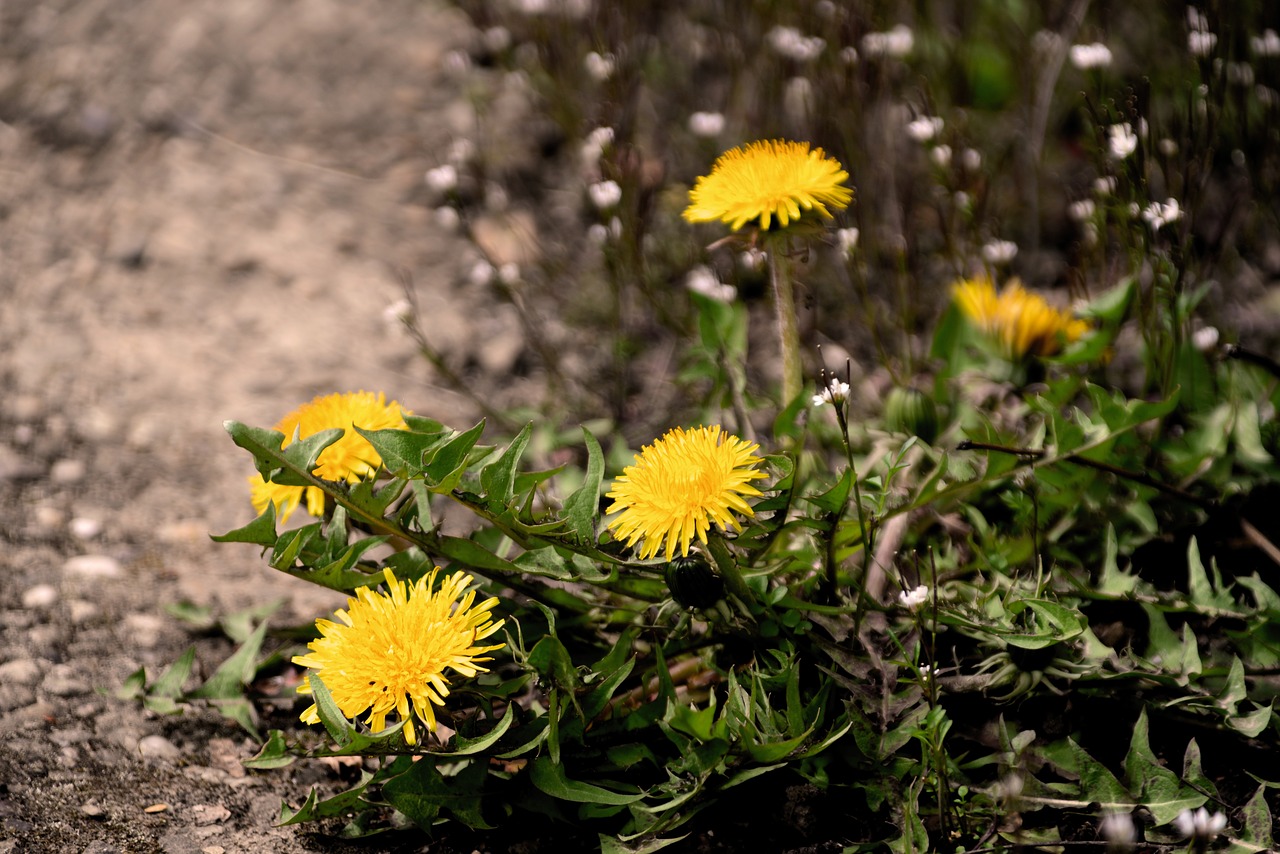 dandelion  flower  garden free photo