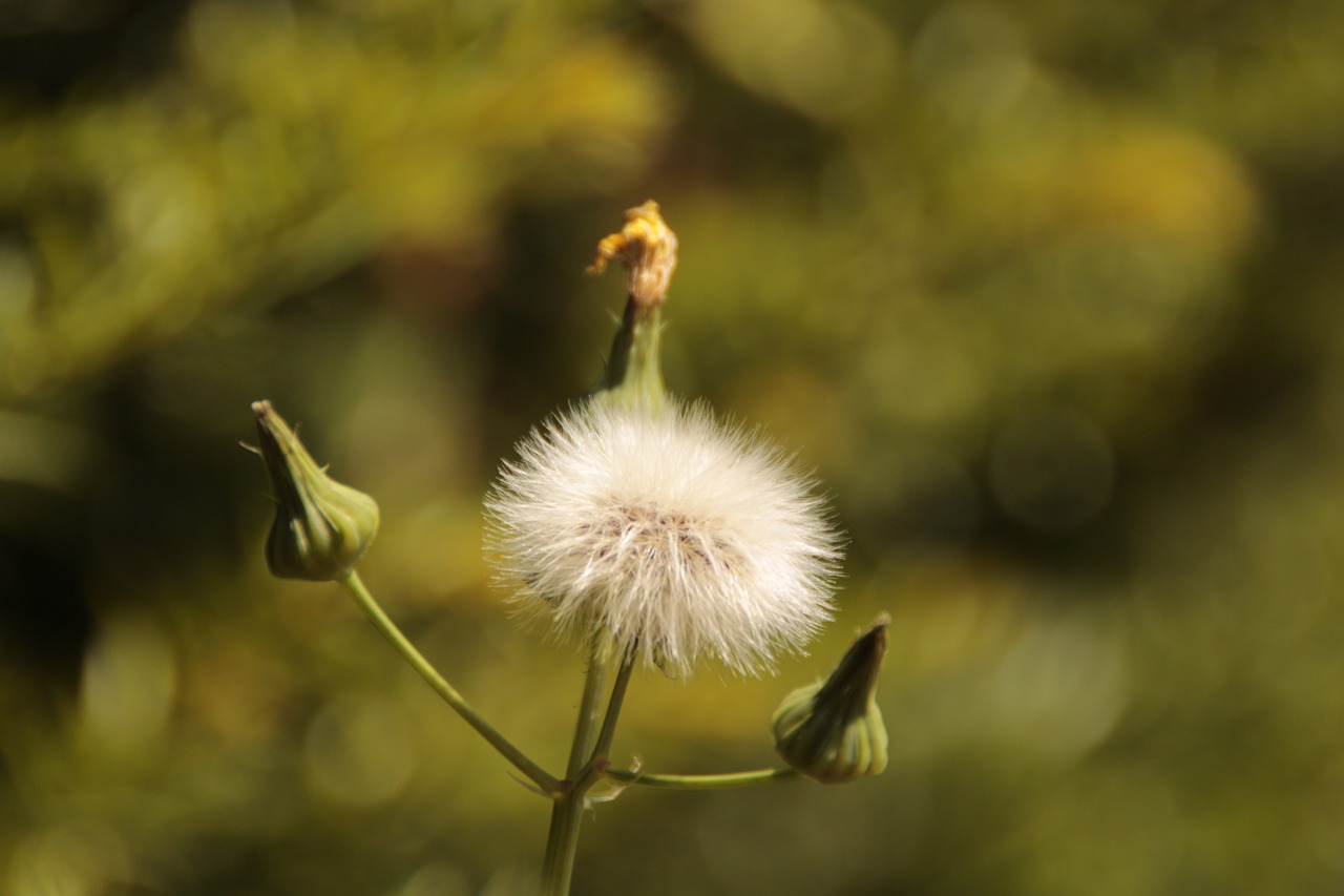 dandelion nature blossom free photo