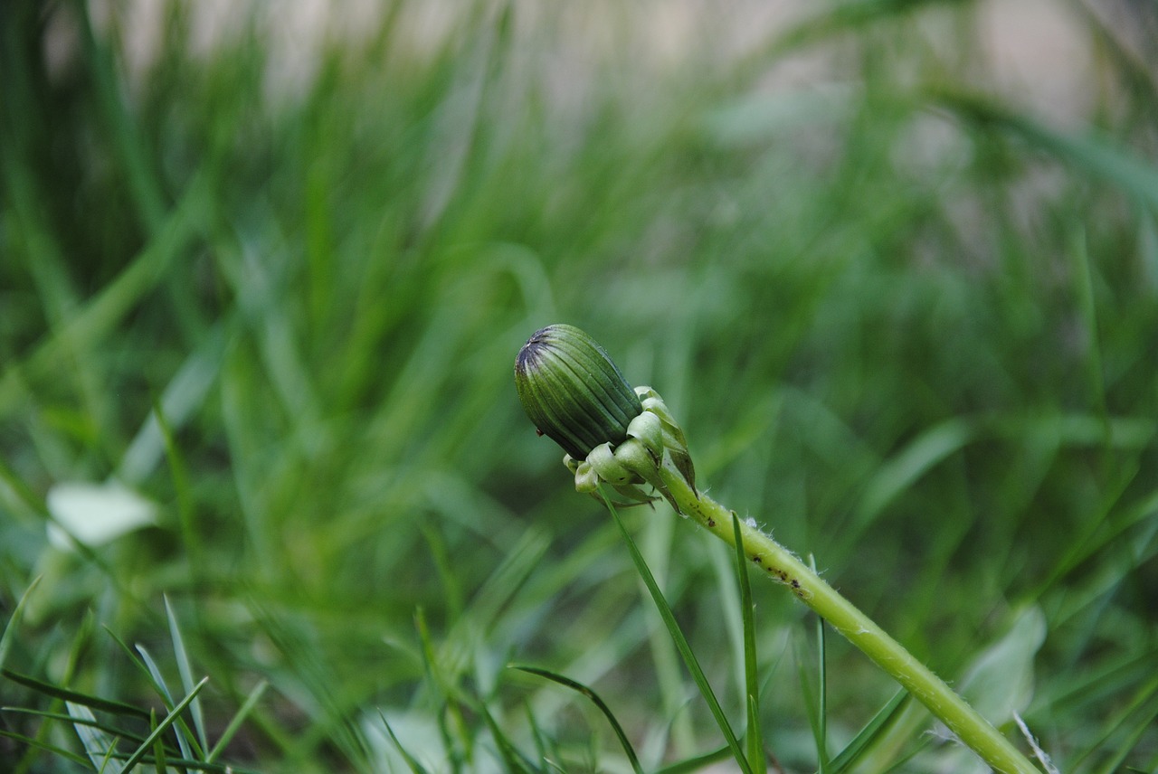 dandelion blossom bloom free photo