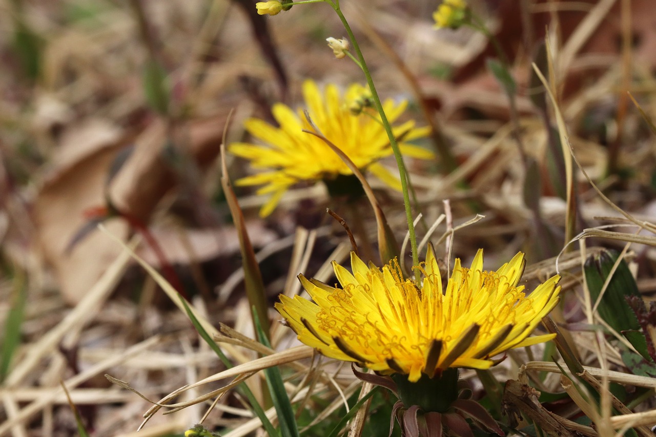 dandelion  spring  nature free photo