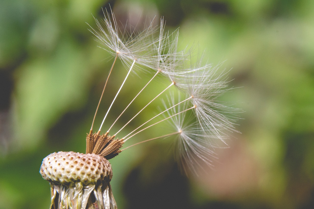 dandelion  seeds  close up free photo