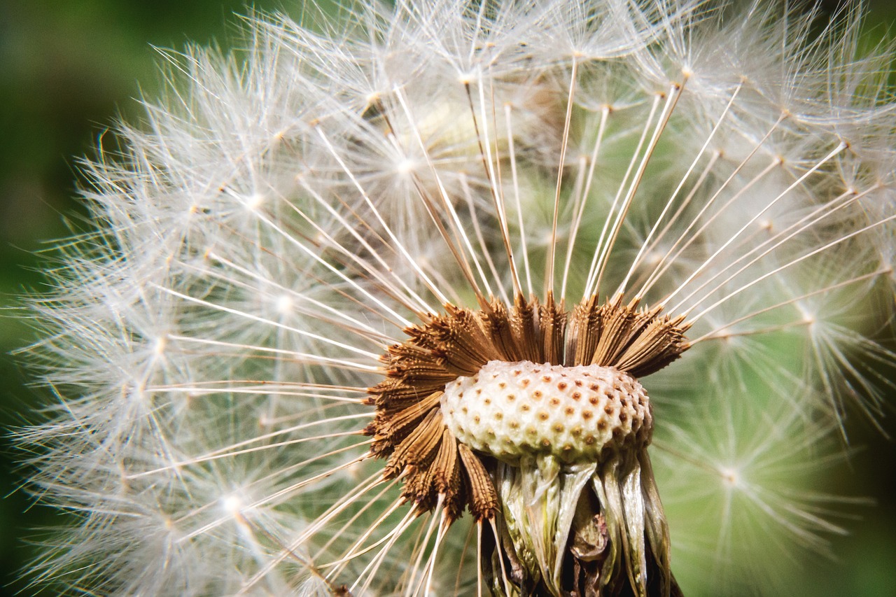 dandelion  nature  seeds free photo