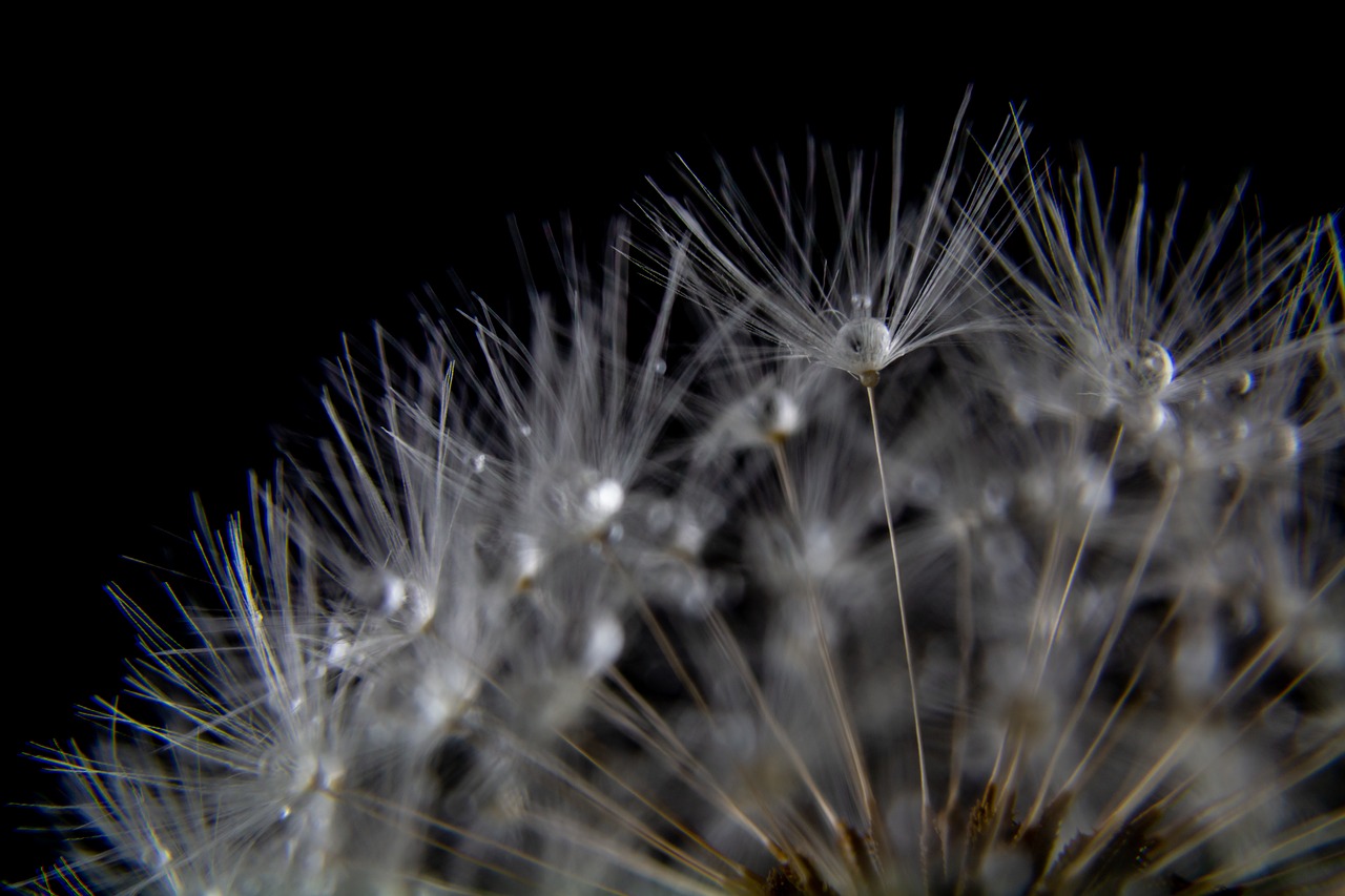 dandelion  drop of water  drip free photo