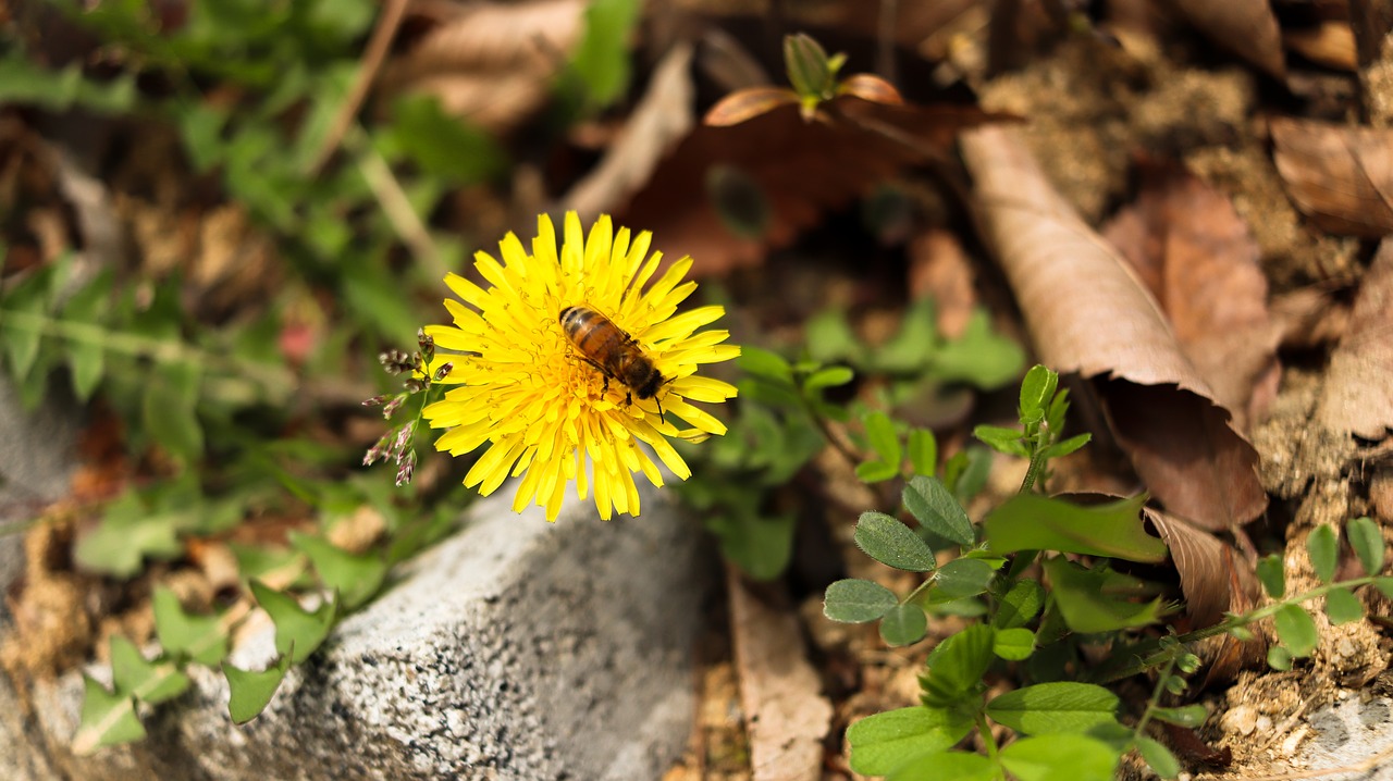 dandelion  flowers  bee free photo