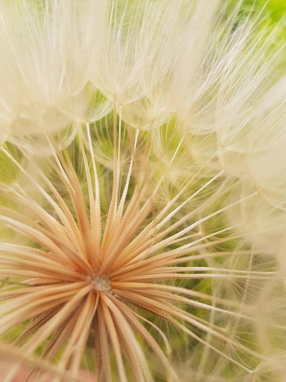 dandelion  nature  close-up free photo