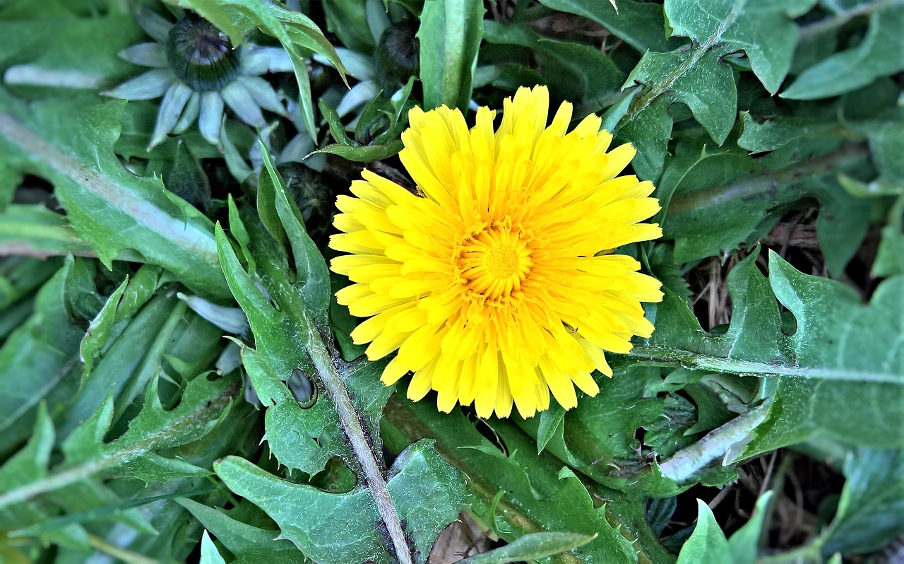 dandelion  wild plant  meadow free photo