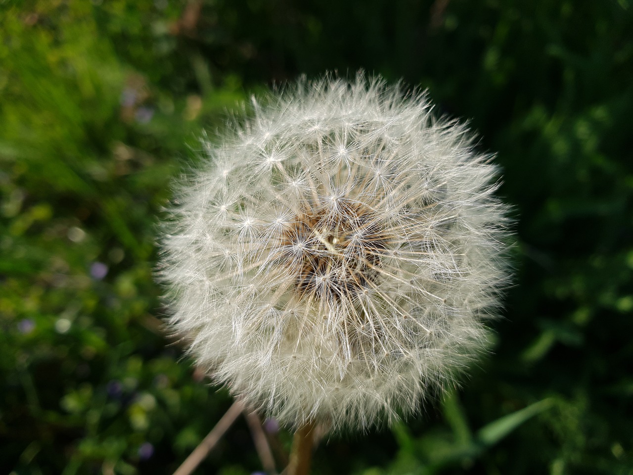 dandelion  closeup  nature free photo