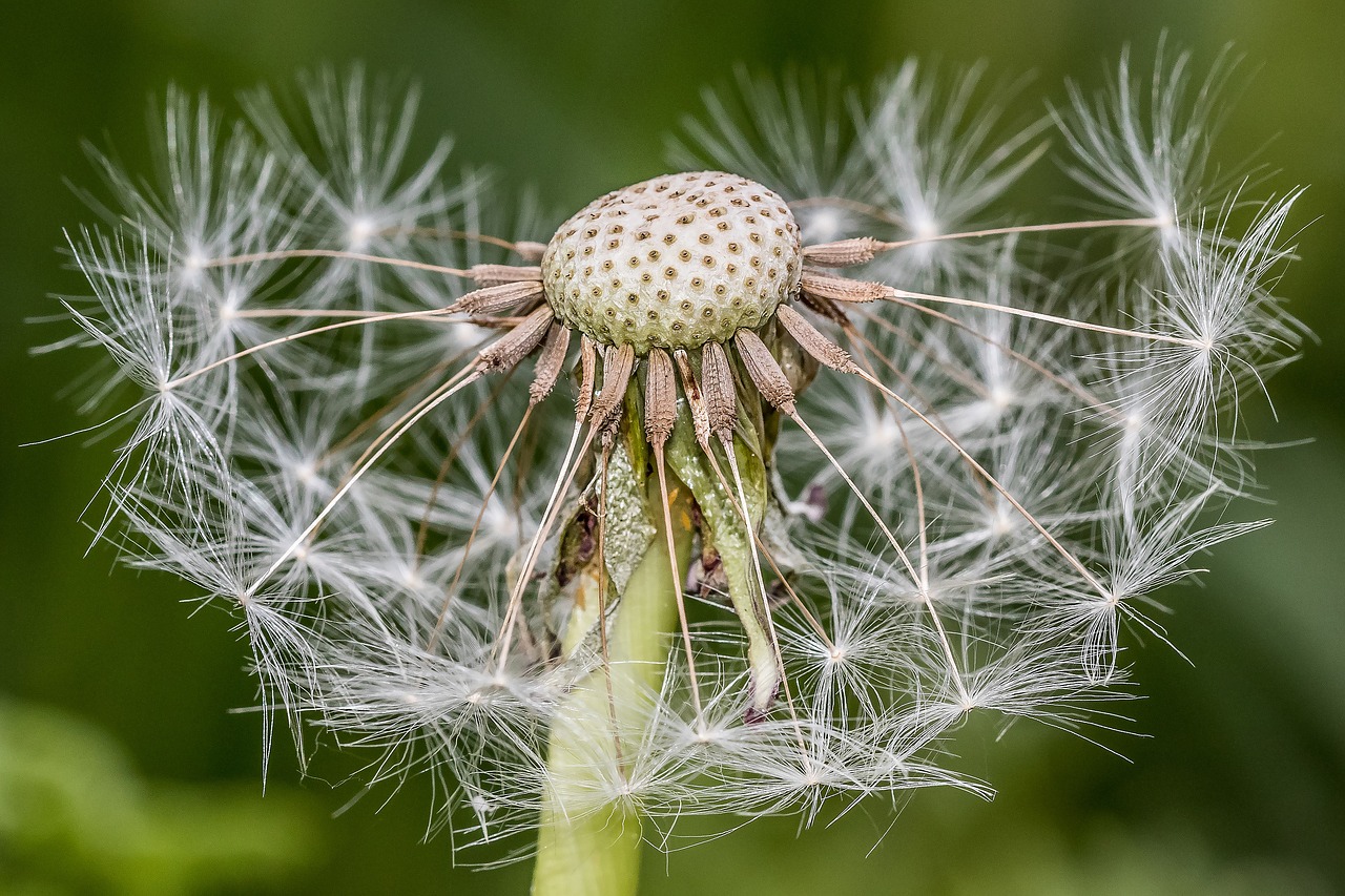 dandelion  spring  nature free photo