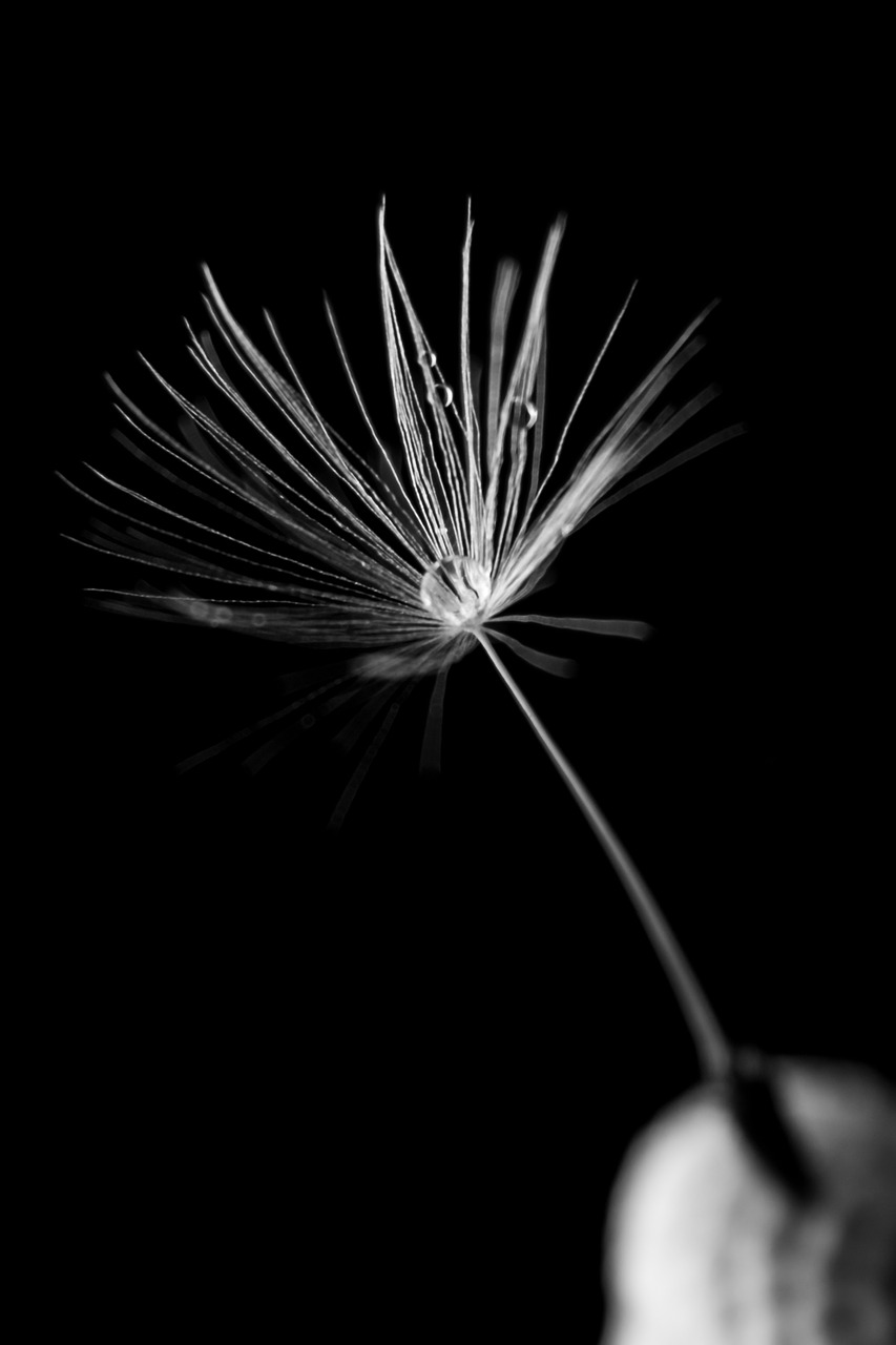 dandelion  drop of water  wet free photo