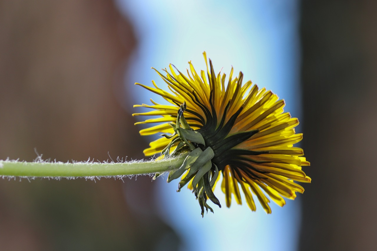 dandelion  blossom  bloom free photo