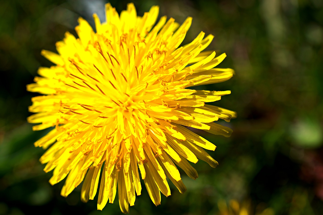 dandelion  flower  weed free photo