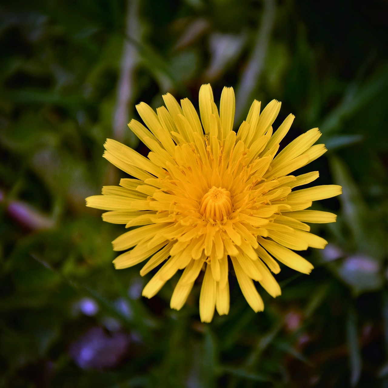 dandelion  flower  spring free photo