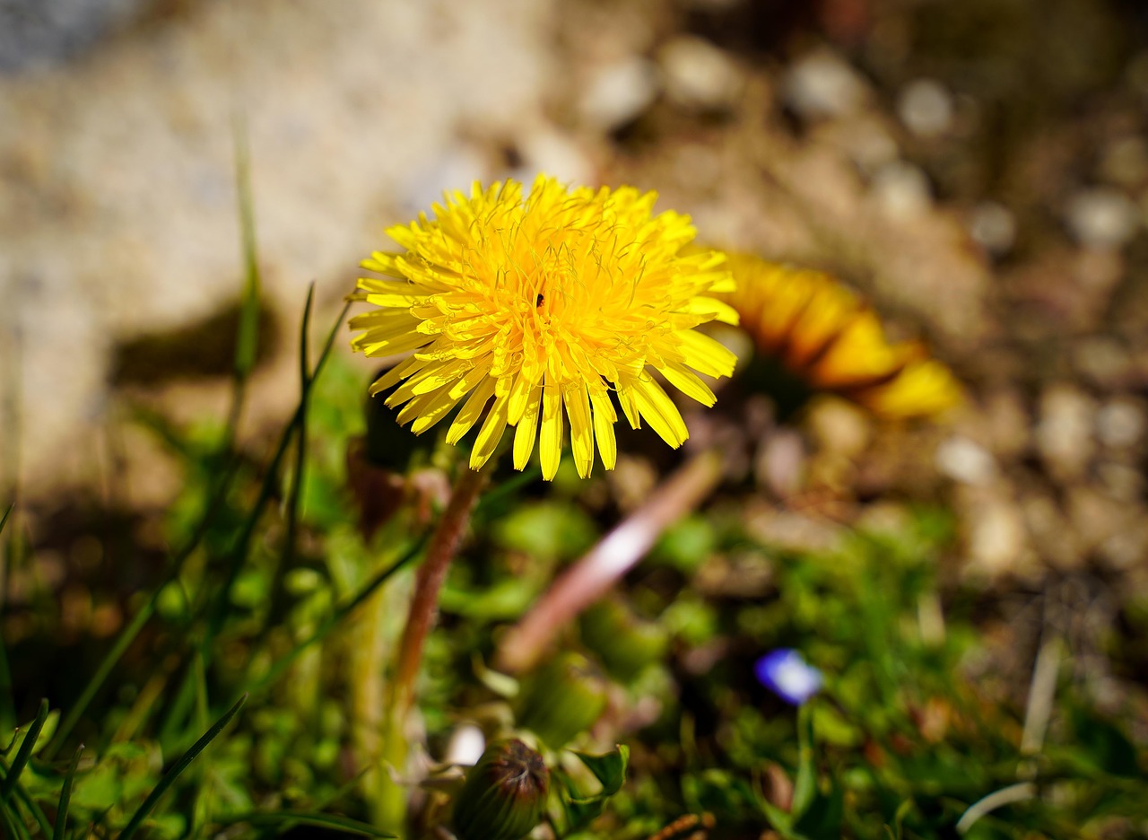 dandelion  blossom  bloom free photo