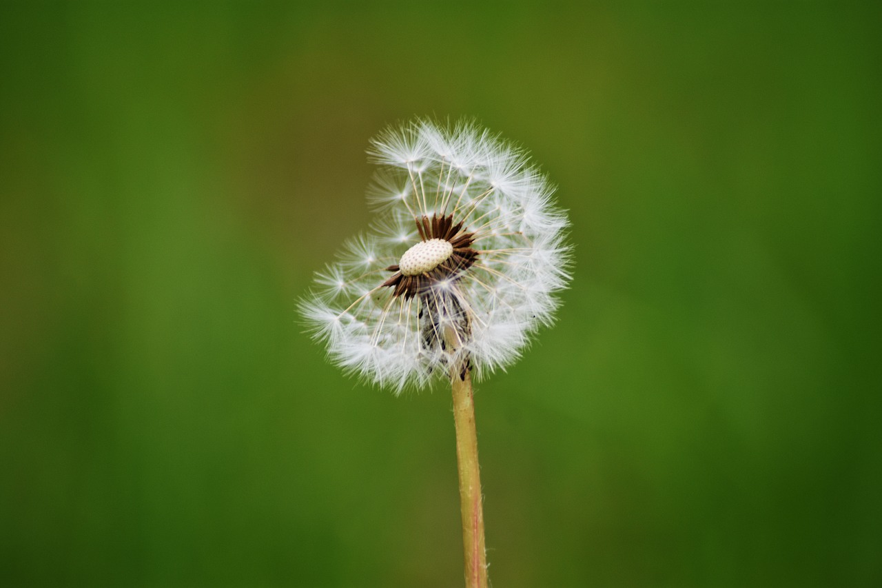 dandelion  plant  alone free photo