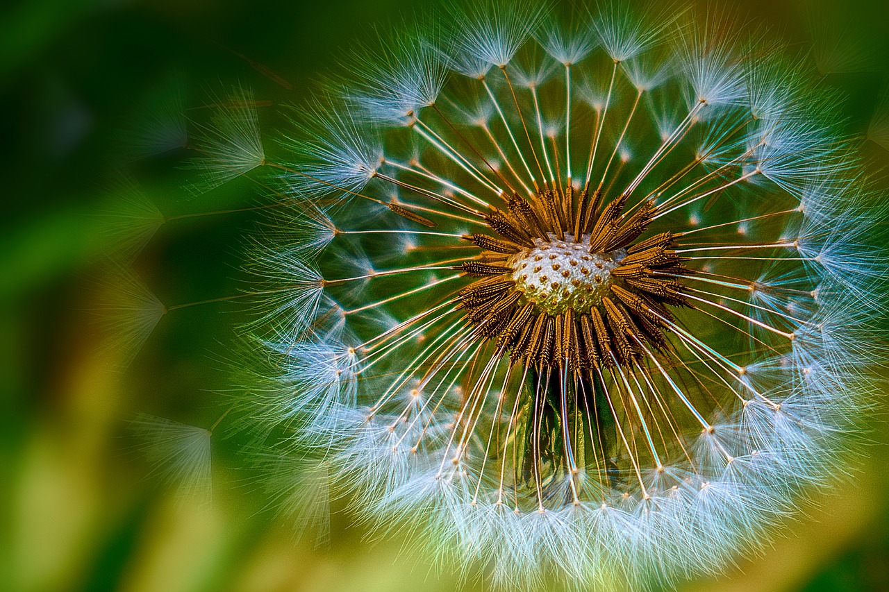 dandelion  flower  spring free photo