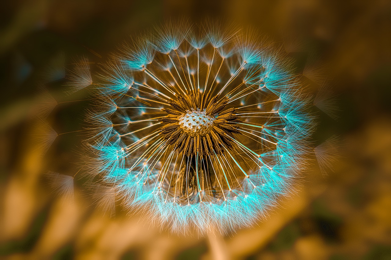 dandelion  flower  spring free photo