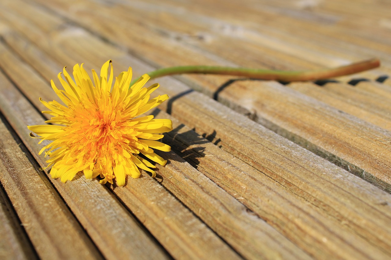 dandelion  meadow  dandelion meadow free photo