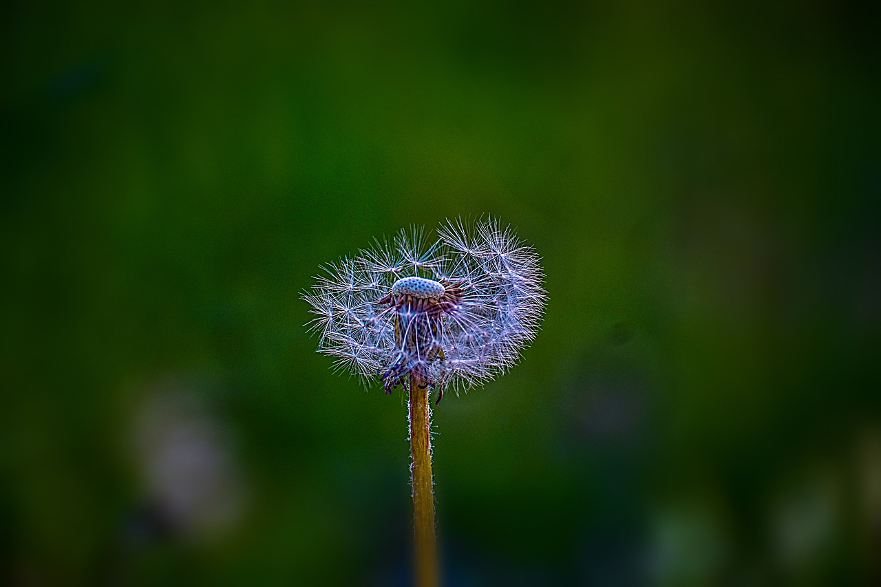 dandelion  nature  plant free photo