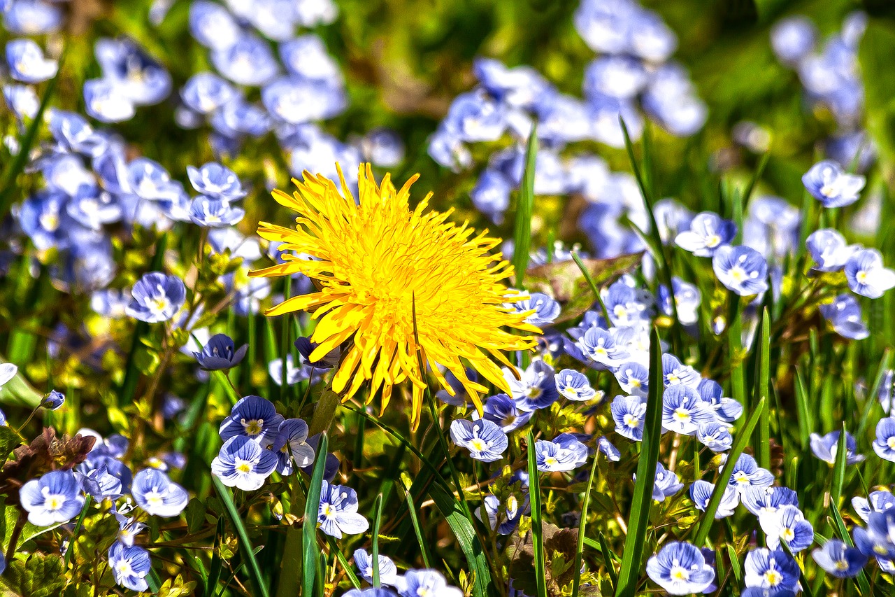 dandelion  forget me not  flora free photo