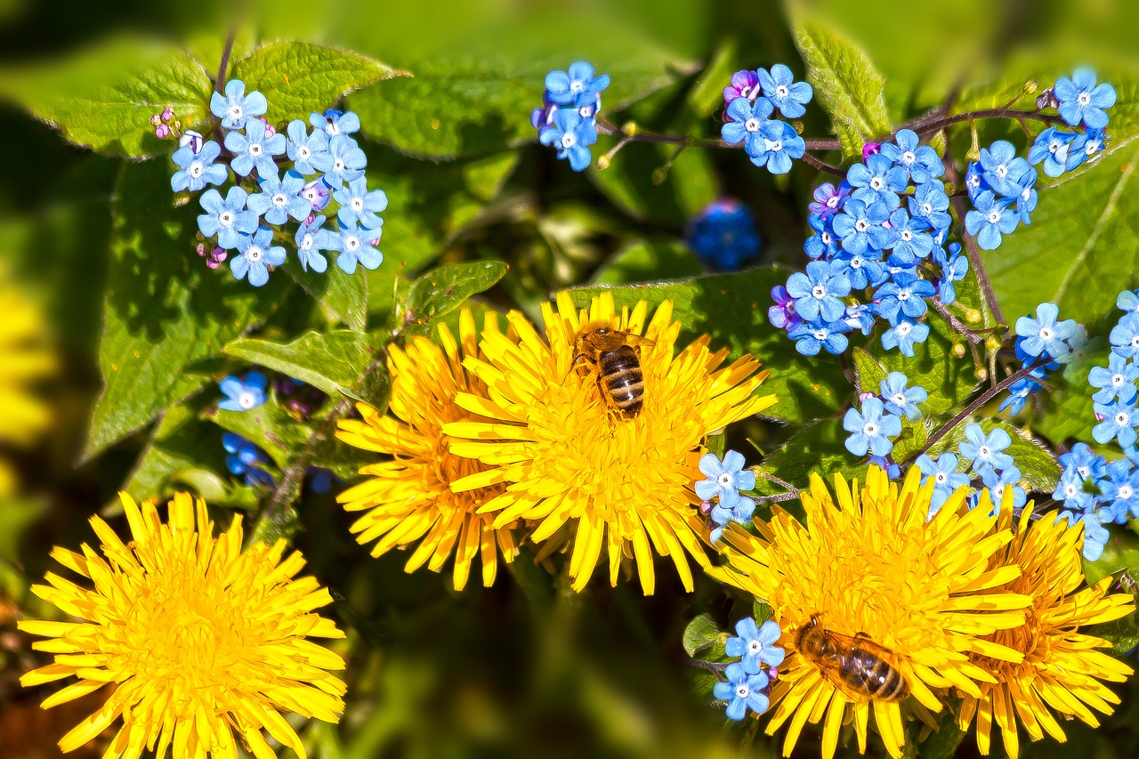 dandelion  forget me not  flora free photo