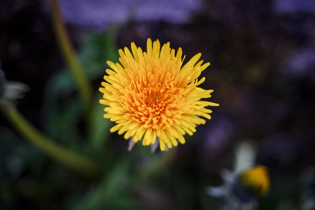 dandelion  bloom  yellow free photo