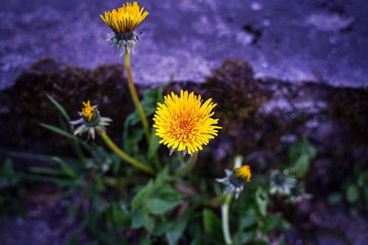 dandelion  bloom  yellow free photo