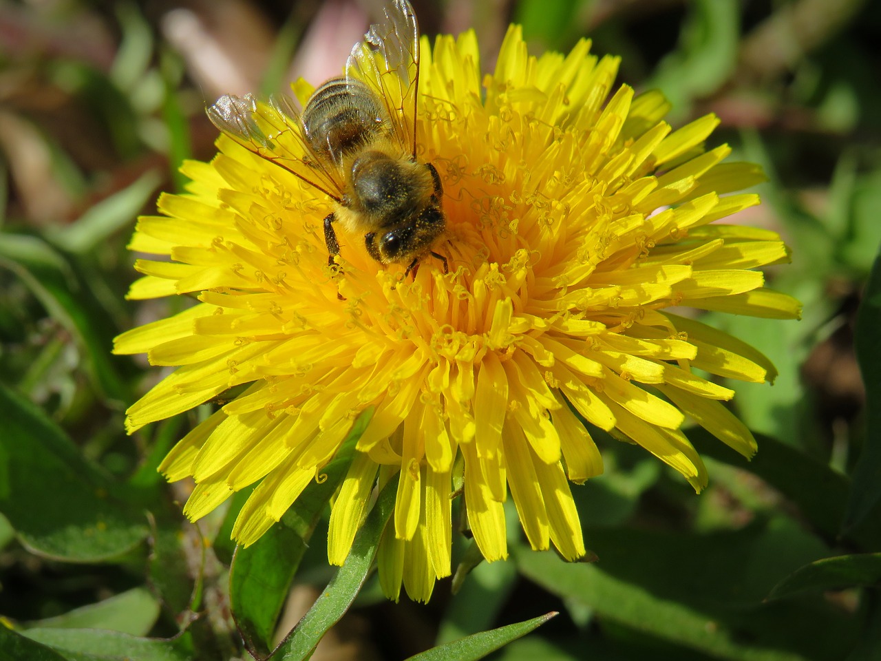 dandelion  flower  blossom free photo