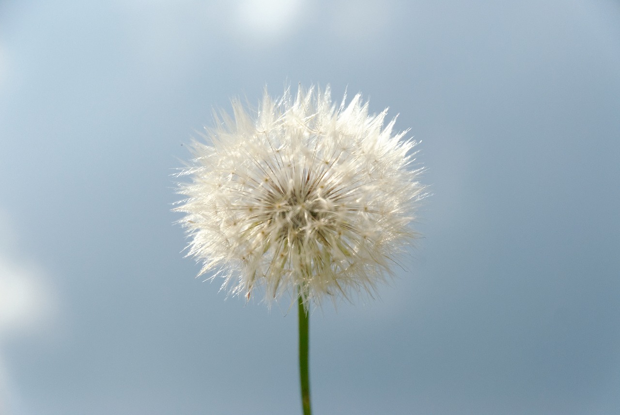 dandelion  plant  nature free photo