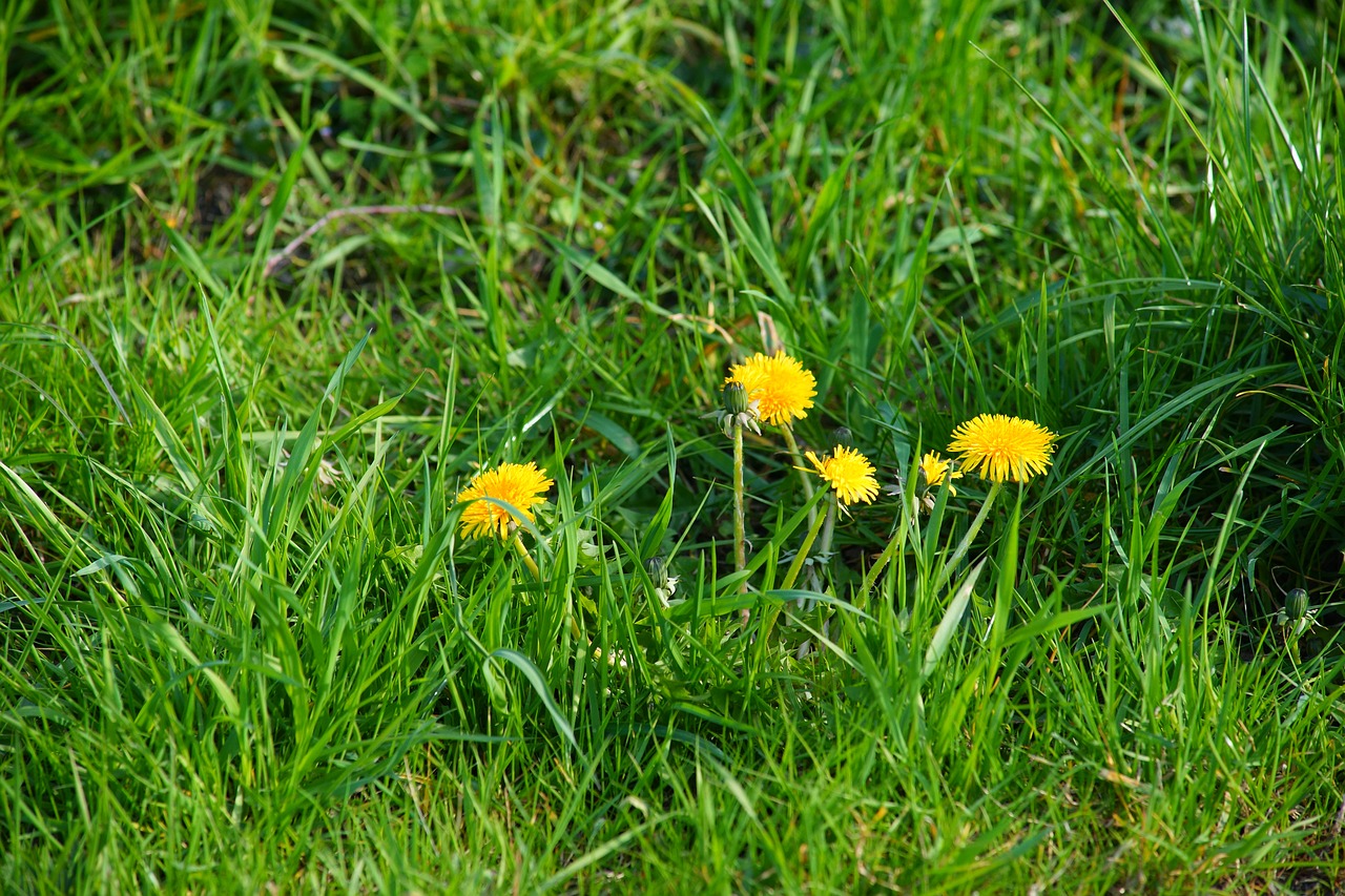 dandelion  meadow  plant free photo