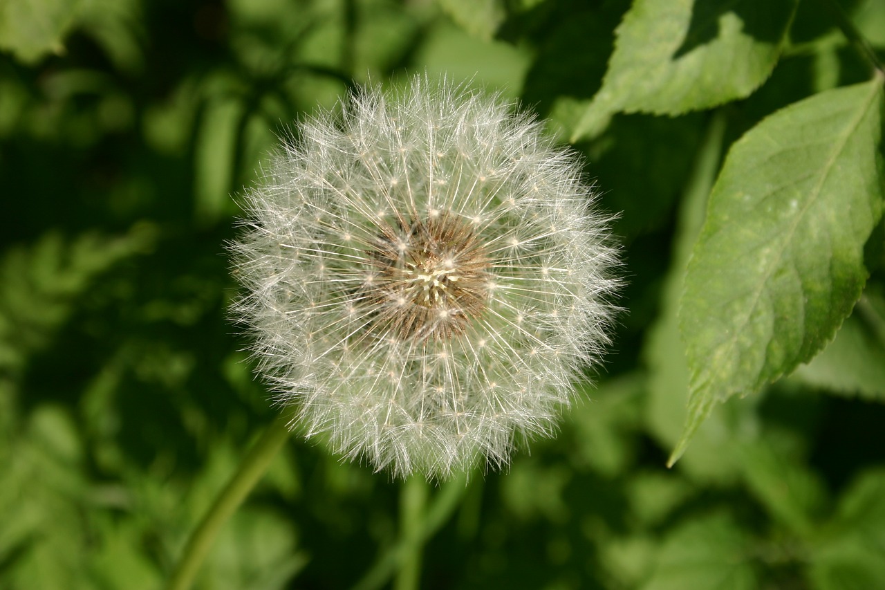 dandelion  nature  plant free photo