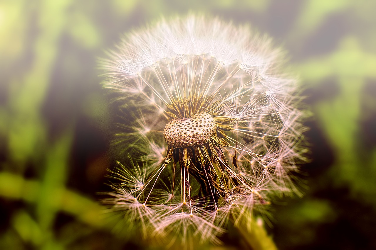 dandelion  flower  nature free photo