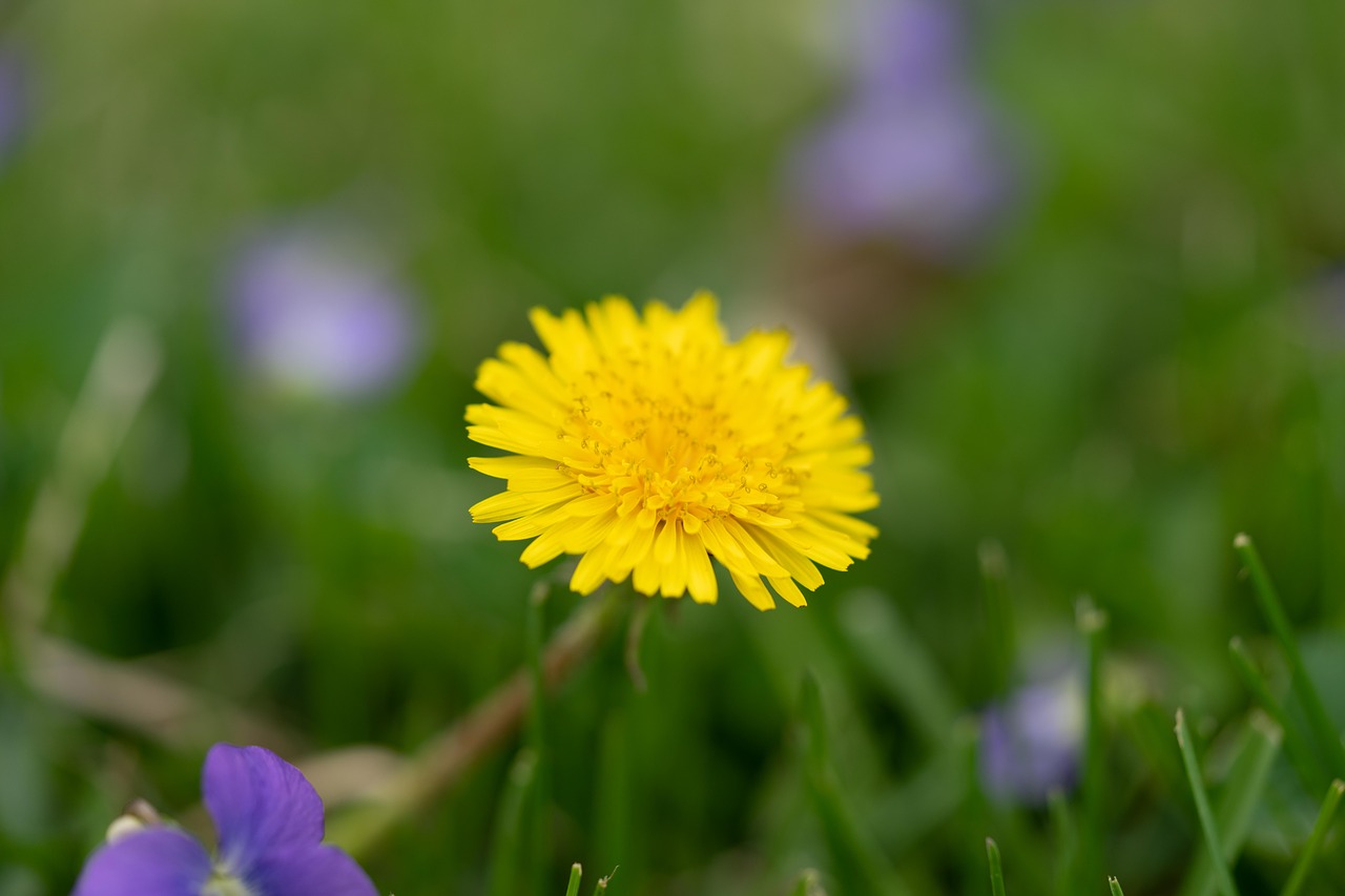 dandelion  grass  weed free photo