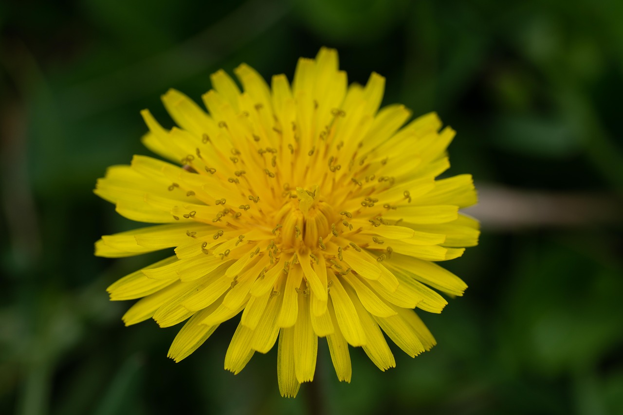 dandelion  grass  weed free photo