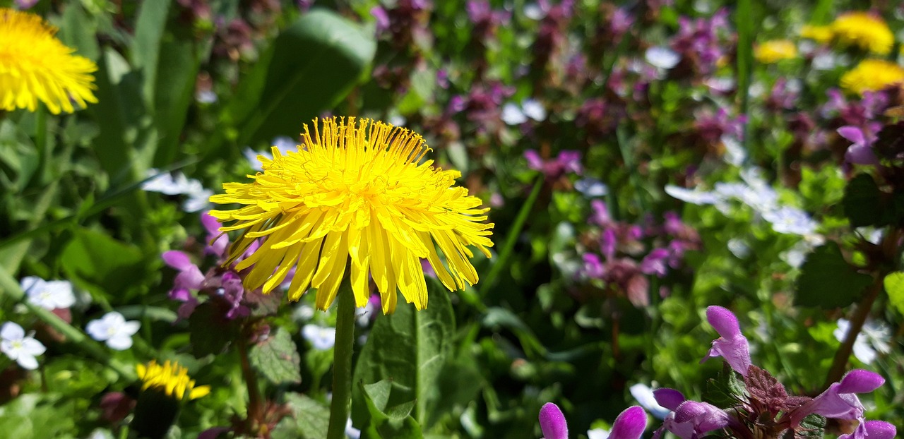 dandelion  flower  spring free photo