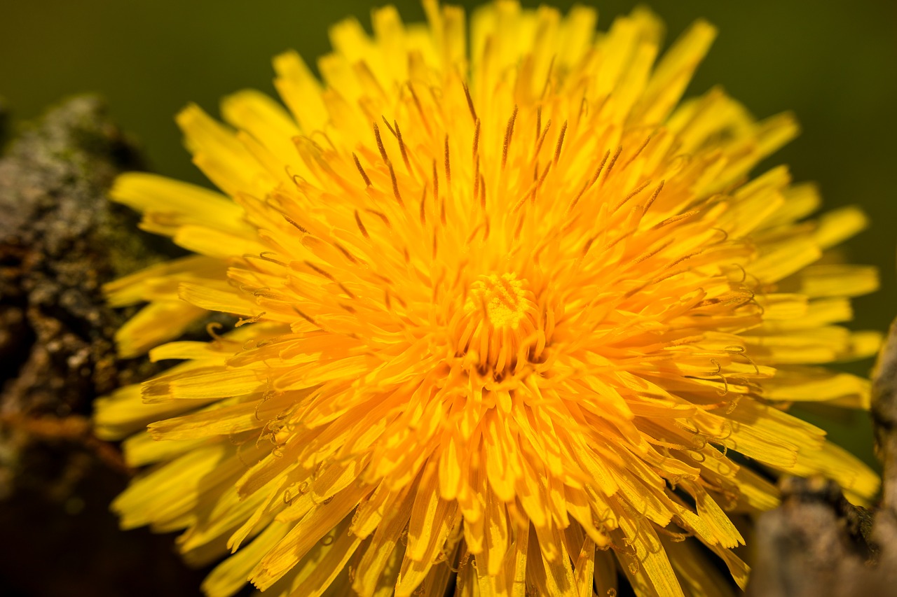 dandelion  blossom  bloom free photo