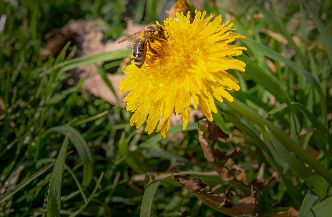 dandelion  bee  pollen free photo