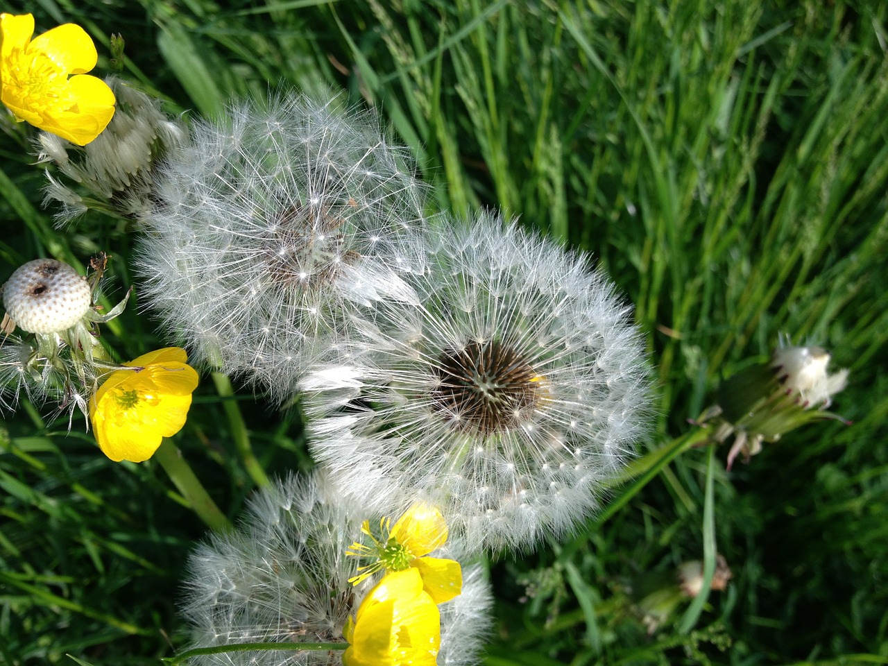 dandelion flower summer free photo