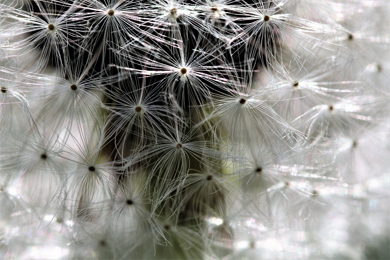 dandelion  meadow  umbrella free photo