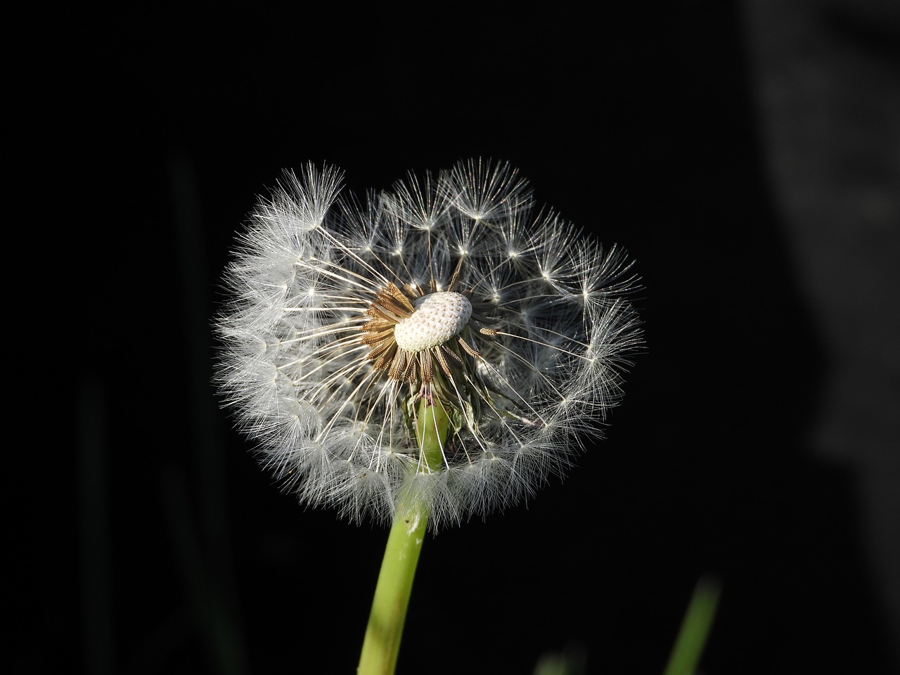 dandelion  sonchus oleraceus  plant free photo