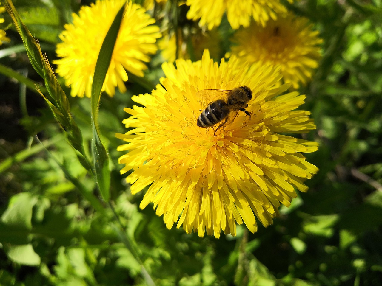 dandelion  bee  grass free photo