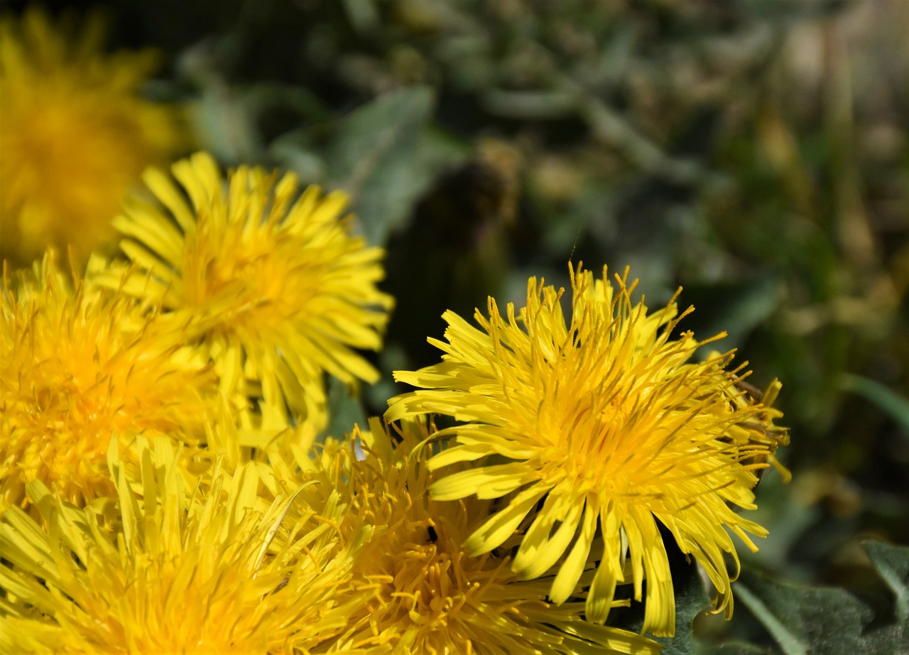 dandelion  meadow  dandelion meadow free photo