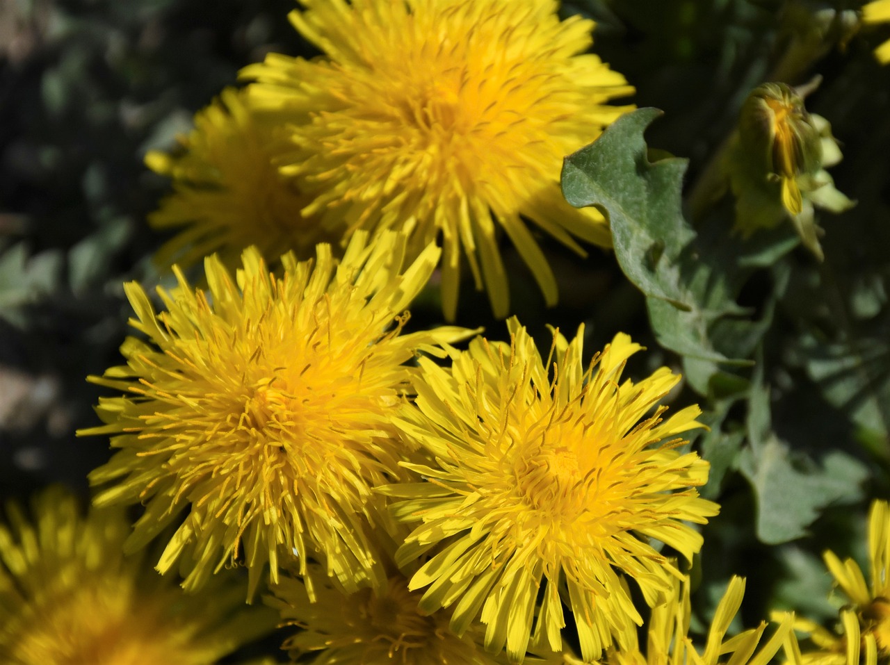 dandelion  meadow  dandelion meadow free photo