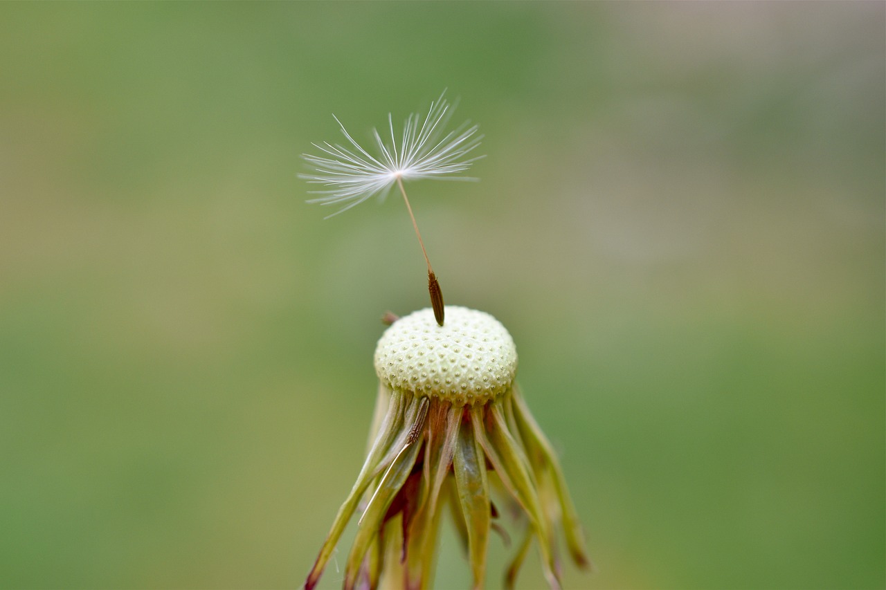 dandelion  white  only free photo