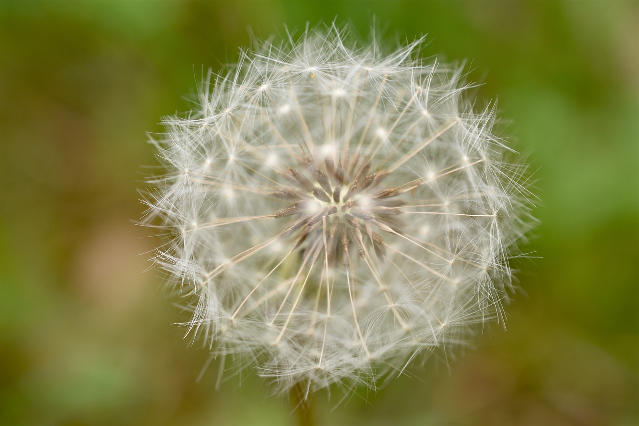 dandelion  white  plants free photo