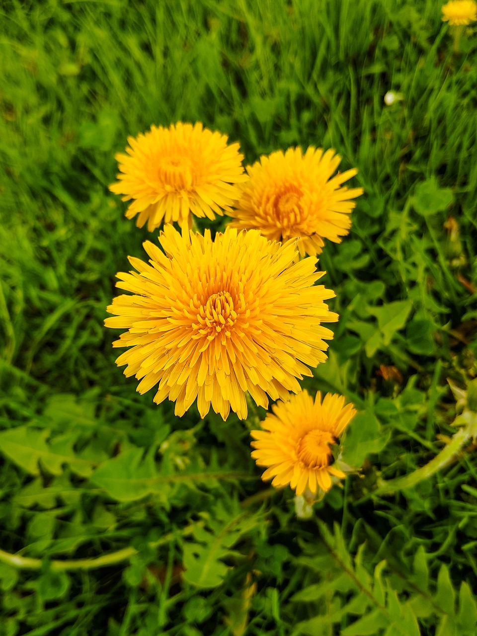 dandelion  yellow  nature free photo