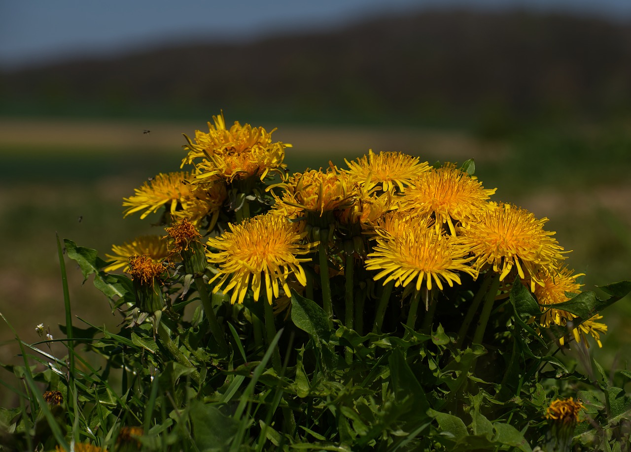 dandelion  blossom  bloom free photo