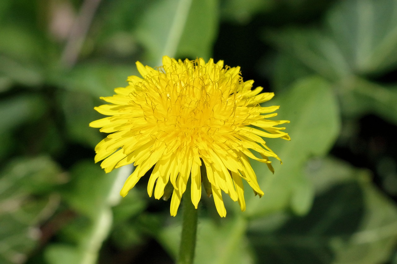 dandelion  yellow  nature free photo