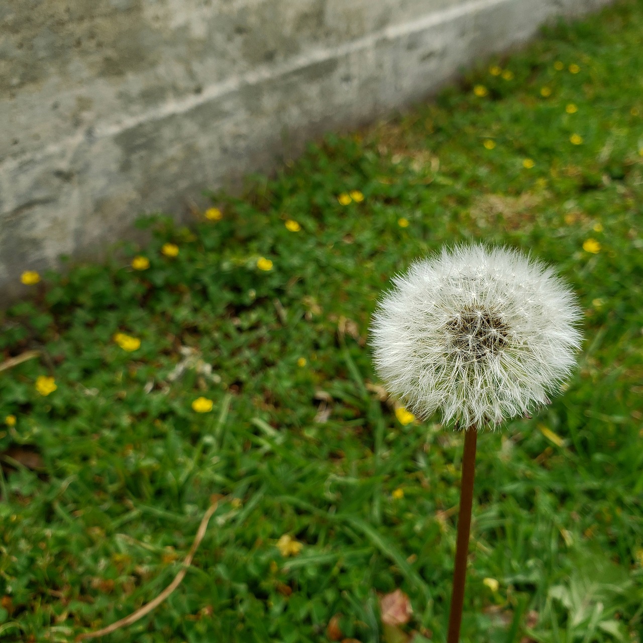 dandelion  nature  grass free photo