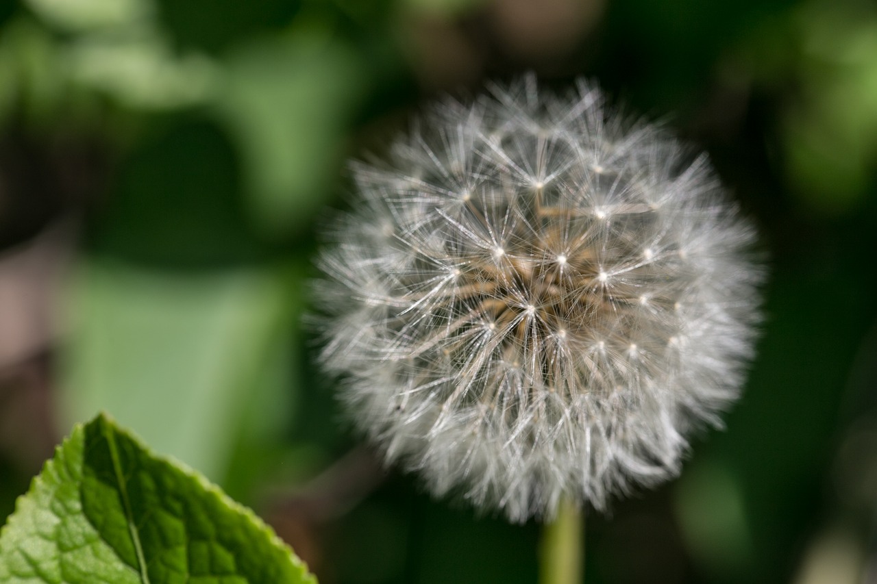 dandelion  seeds  close up free photo